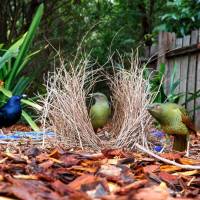 El elaborado nido de los pájaros Jardineros