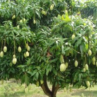 El cultivo del Mango