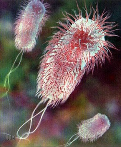 E. coli.